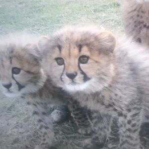 Meet your Posher, Shepard